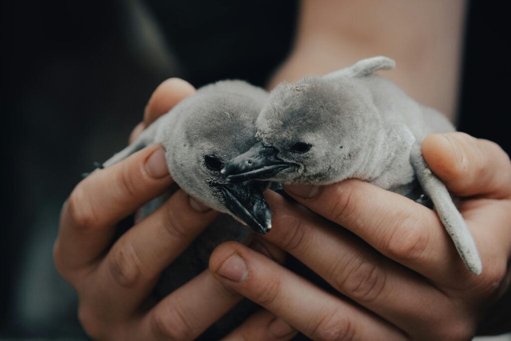 Hands holding two penguin chicks